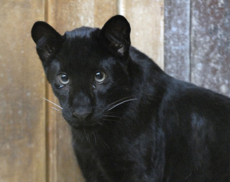 zobrazit detail snímku: Puma americká