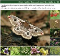 Nová poznávačka: živné rostliny housenek motýlů: Na jaké rostlině jednotlivé druhy motýlů...