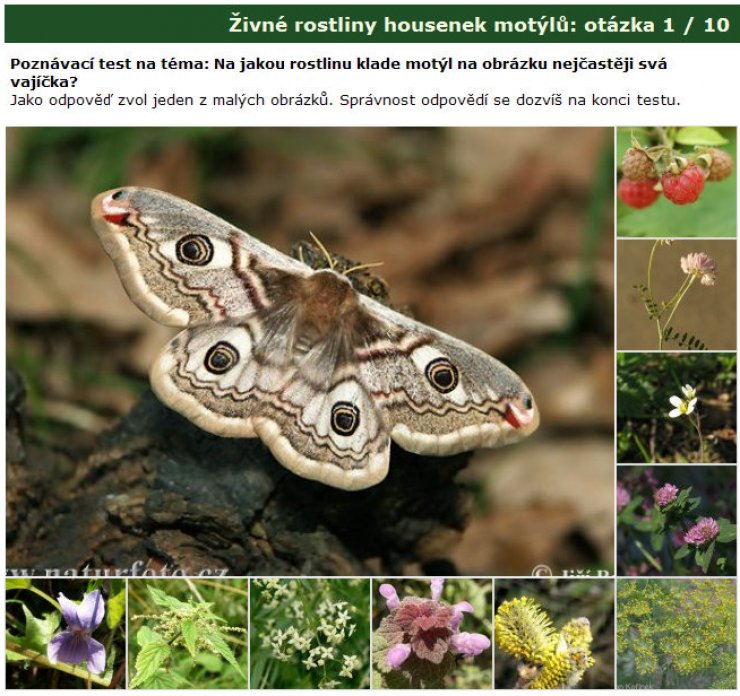zobrazit detail snímku: Poznávačka: Živné rostliny housenek motýlů