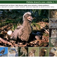 Poznávačka: Ptáčata dravců a sov