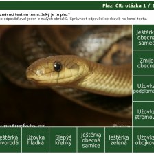 Poznávačka: Plazi ČR
