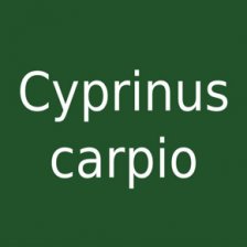 Cyprinus carpio