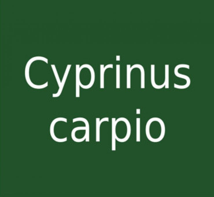 zobrazit detail snímku: Cyprinus carpio