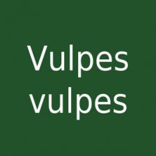 Vulpes vulpes
