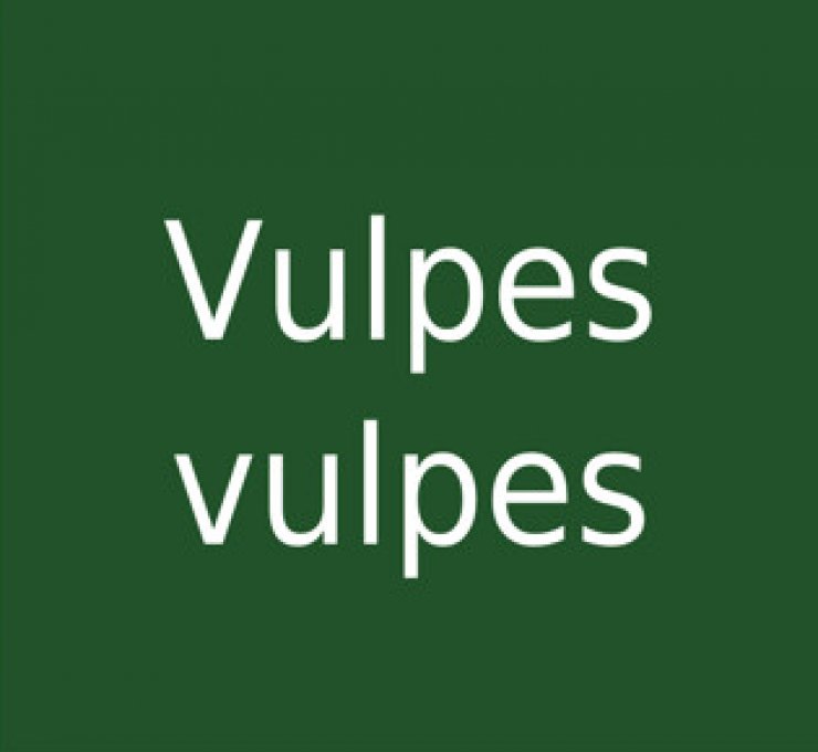 zobrazit detail snímku: Vulpes vulpes