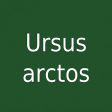 Ursus arctos