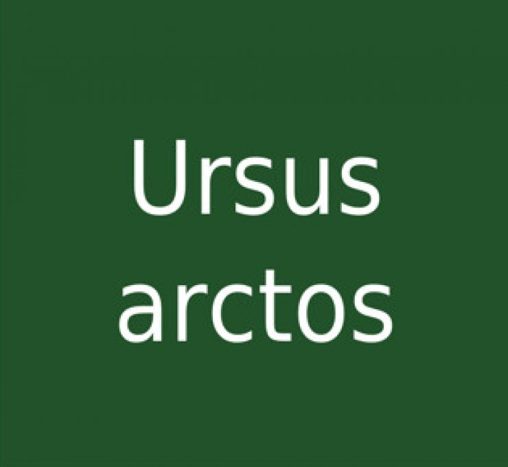 zobrazit detail snímku: Ursus arctos