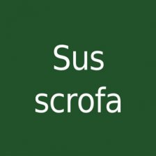 Sus scrofa