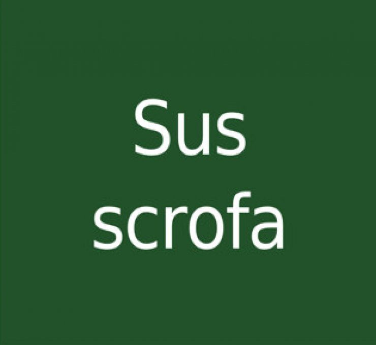 zobrazit detail snímku: Sus scrofa