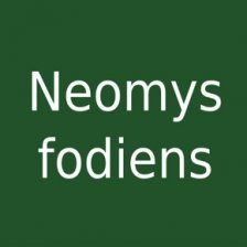 Neomys fodiens