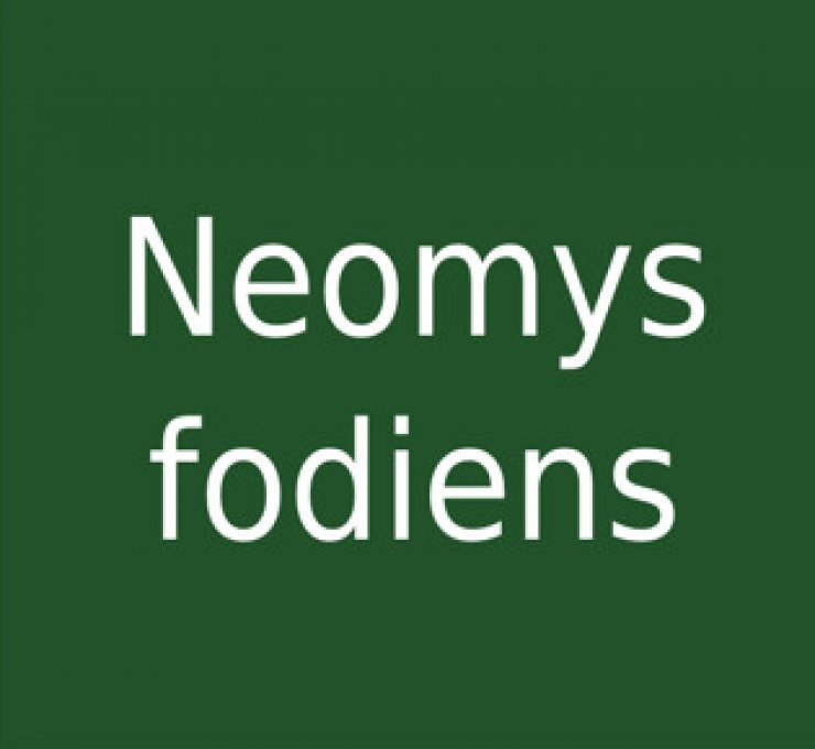 zobrazit detail snímku: Neomys fodiens