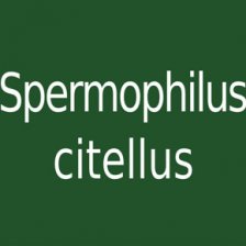 Spermophilus citellus
