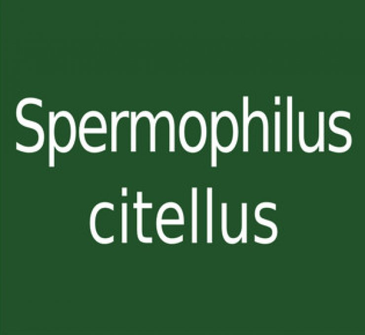 zobrazit detail snímku: Spermophilus citellus