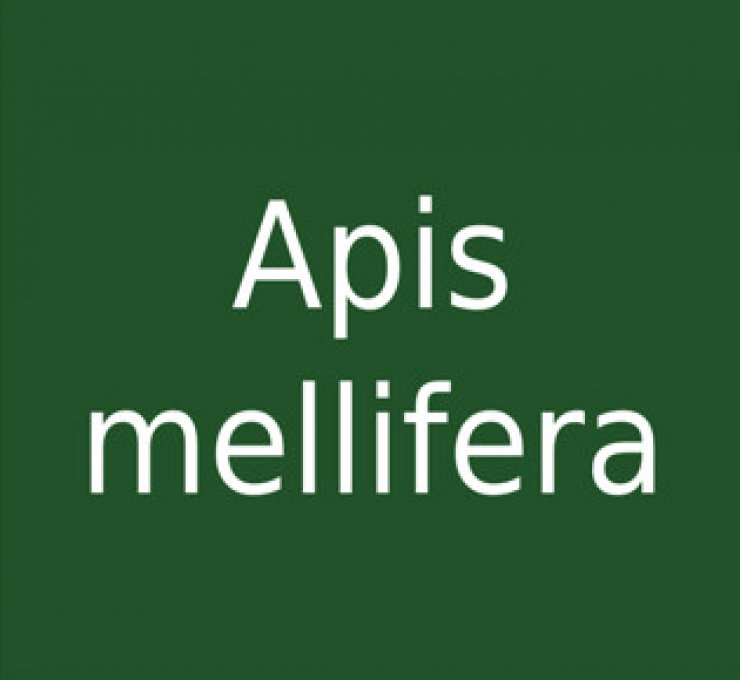 zobrazit detail snímku: Apis mellifera