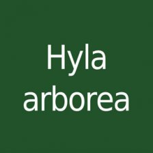 Hyla arborea