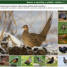 Poznávačka: Samci a samičky u ptáků