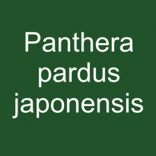 Panthera pardus japonensis