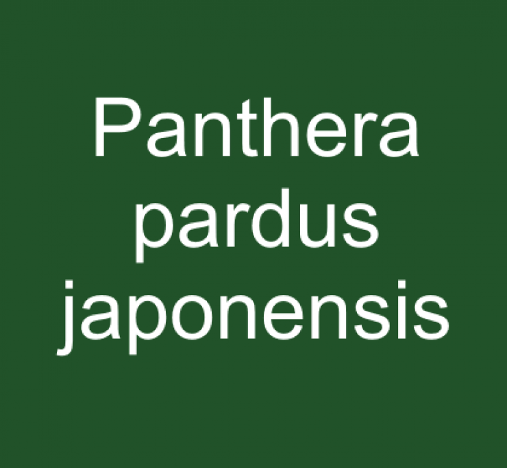 zobrazit detail snímku: Panthera pardus japonensis