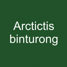 Arctictis binturong