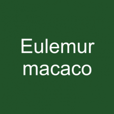 Eulemur macaco