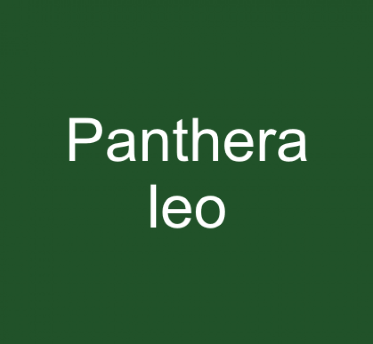 zobrazit detail snímku: Panthera leo