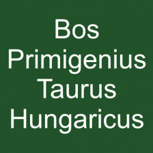 Bos Primigenius Taurus Hungaricus