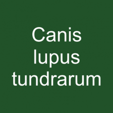 Canis lupus tundrarum