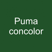Puma concolor