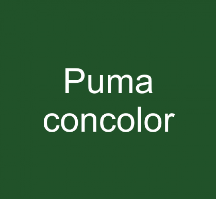 zobrazit detail snímku: Puma concolor