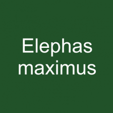 Elephas maximus