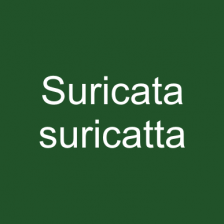 Suricata suricatta