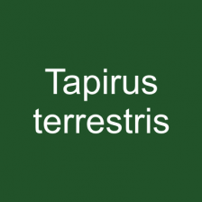 Tapirus terrestris
