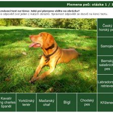 Poznávačka: psí plemena