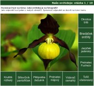 Nová poznávačka: naše orchideje: Baví vás botanika? Vyzkoušejte si své znalosti...