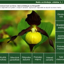 Poznávačka: naše orchideje