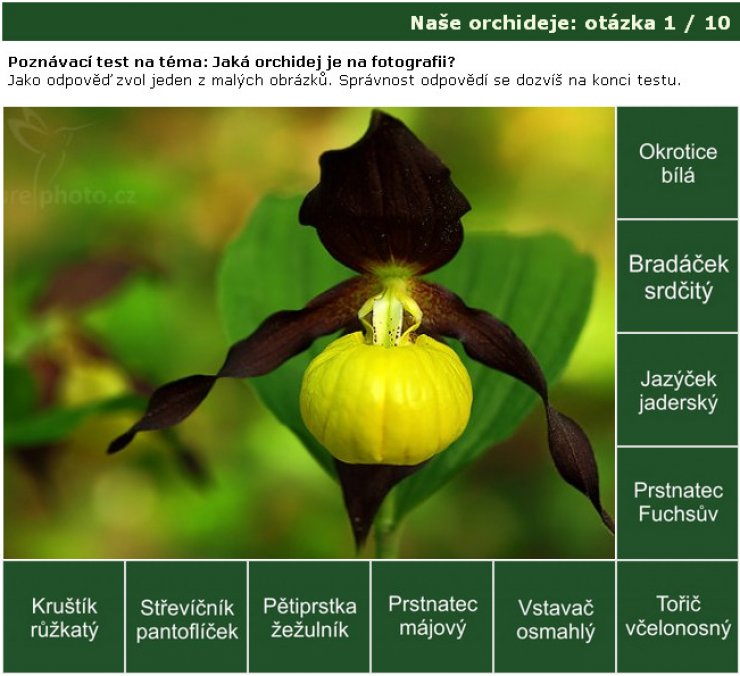 zobrazit detail snímku: Poznávačka: naše orchideje