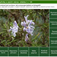 Poznávačka - bylinky