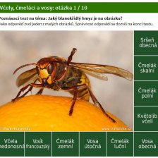 Poznávačka - Včely, čmeláci a vosy