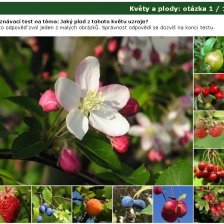 Poznávačka: Květy a plody