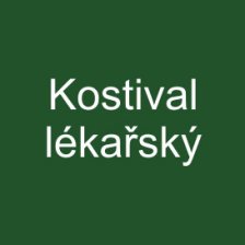Kostival lékařský