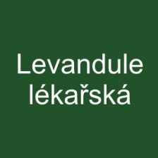 Levandule lékařská