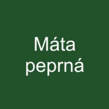 Máta peprná