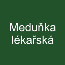Meduňka lékařská