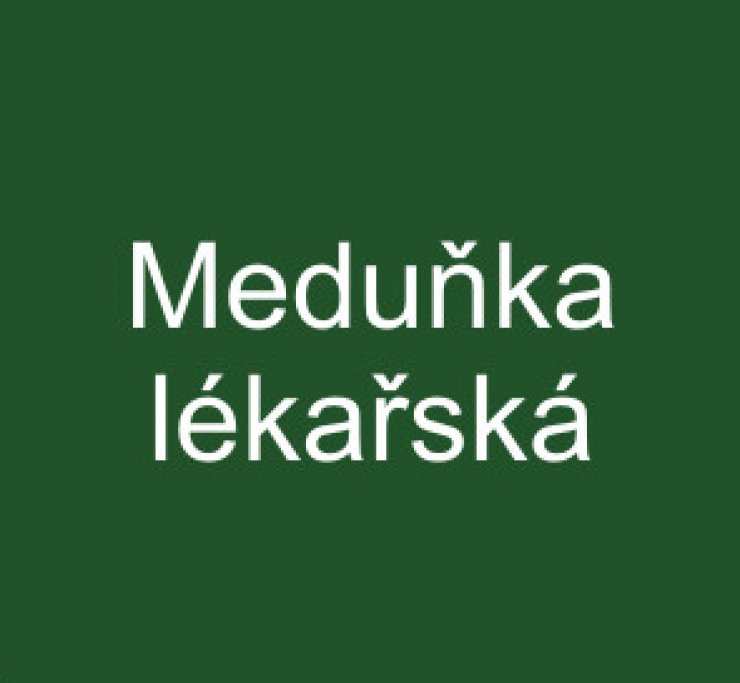 zobrazit detail snímku: Meduňka lékařská