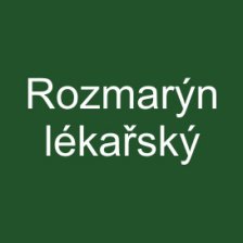 Rozmarýn lékařský