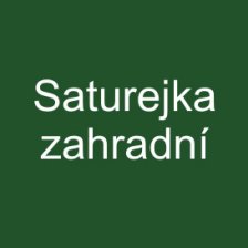 Saturejka zahradní