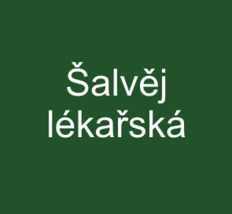 zobrazit detail snímku: šalvěj lékařská