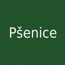 Pšenice