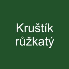 Kruštík růžkatý