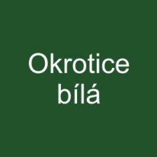 Okrotice bílá